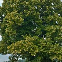 Tilia Cordata Small Leaved Lime Trees Full Standard. Buy UK