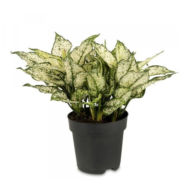 Aglaonema Kiwi Chinese Evergreen Variegated Indoor Plant