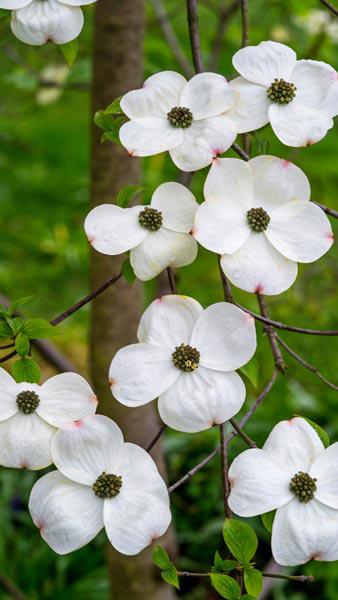 Cornus Nuttallii Monarch Pacific Dogwood Buy Online UK