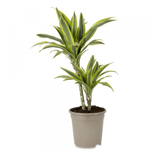 Dracaena Lemon Lime or Dragon Tree Lemon Lime House Plant