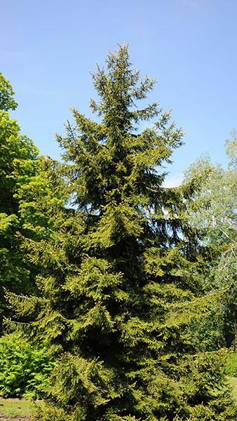 Picea Orientalis Aureospicata Gold Tipped Oriental Spruce