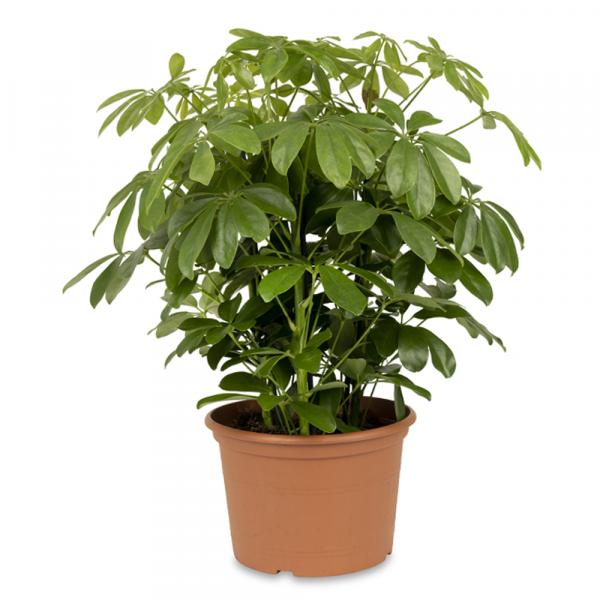 Dwarf Umbrella Tree or Schefflera Arboricola Indoor Plant UK