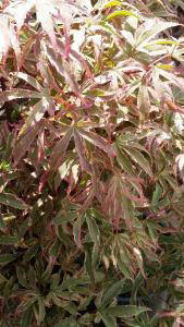 Acer Pink Passion for sale at our UK plant centre.