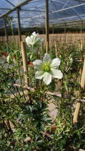 Clematis Early Sensation and evergreen climber to  buy online, London UK.