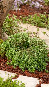 Tsuga Canadensis Jeddeloh is also known as Eastern Hemlock Jeddeloh or Dwarf Hemlock, for sale online with UK delivery