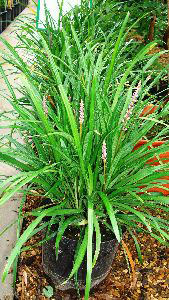 Liriope Muscari Big Blue (LilyTurf). Ornamental Grasses