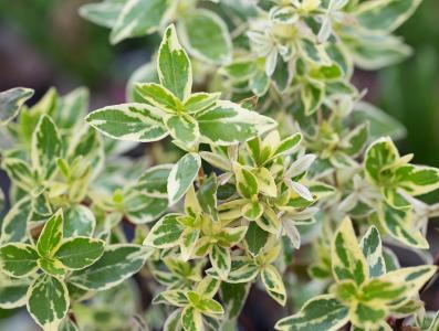 Abelia Grandiflora Sparkling Silver, variegated Abelia plants for sale online with UK delivery