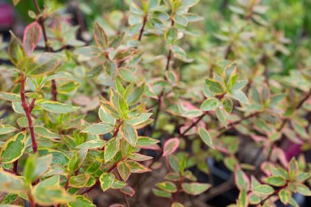 Abelia Sunshine Daydream, variegated foliage shrub, for sale online UK