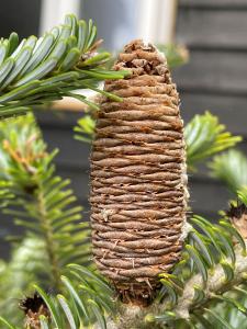 Abies Koreana tree displaying a mature brown cone surrounded by dense needle coverage