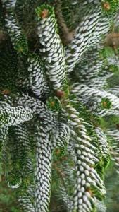 Abies Koreana Silberlocke. Korean Fir Silver Curls