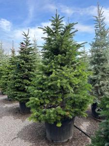  A lush evergreen tree with soft. Dark green needles and excellent needle retention. Ideal for landscaping or as a Christmas tree