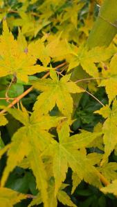 Acer Bi-Ho Japanese Maple with striking yellow bark