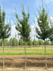 Acer campestre (field maple) with lush green foliage in a natural setting