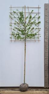 Acer Campestre Pleached Field Maple trees, excellent specimens, good size and a great price for these rootballed trees, buy UK