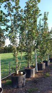 Mature Acer cappadocicum rubrum with green summer foliage