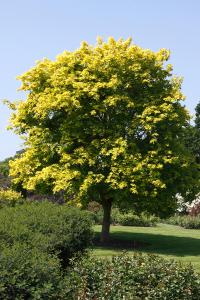 Golden yellow foliage colour of Acer Cappadocicum or Cappadocian Maple, buy online UK