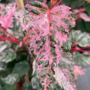 Acer conspicuum Red Flamingo foliage featuring vibrant pink and white leaves