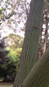 Acer Davidii Viper or Snake Bark Maple Viper