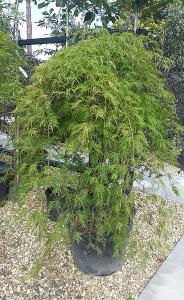 Acer Dissectum feathered a slow growing japanese maple. Mature specimen Acer trees for sale at Paramount Plants UK