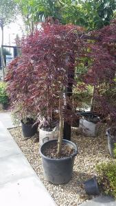 Acer Dissectum Garnet Feathered, mature trees for sale online at Paramount Plants, UK