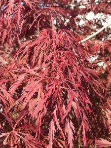 Acer Firecracker with brilliant red foliage in autumn