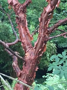 Acer Griseum, bark detail showing beautiful bronze bark peeling in Autumn