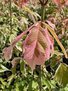 Acer negundo Flamingo with variegated pink and green foliage