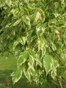 Acer Negundo Aureomarginatum Box Elder, a small deciduous tree with variegated foliage that will reach max 7 metres. Foliage has yellow-white coloured margin 