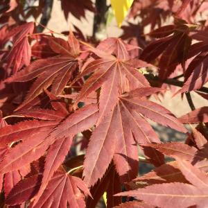 Acer atropurpureum showcasing red foliage