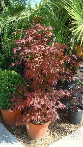 Acer Palmatum Atropurpureum, Japanese Acer Specialists, Paramount Plants and Gardens, London UK