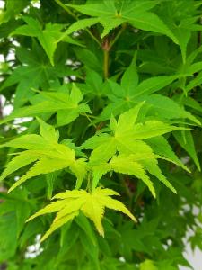 Acer palmatum Aureum Japanese Acer with golden-yellow leaves