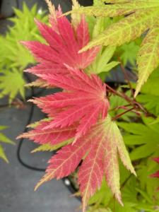 Acer palmatum Autumn Moon with vibrant orange yellow foliage