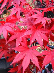 Acer Palmatum leaves in Autumn, showing vibrant crimson foliage