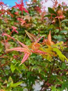 Acer palmatum Beni-Maiko Japanese Maple with vibrant red leaves