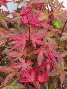 Acer Palmatum Deshojo