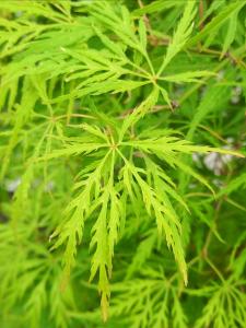 Acer palmatum Dissectum Flavescens with finely dissected vibrant green foliage.