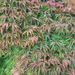 Acer ornatum with green and red foliage in summer