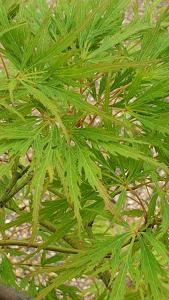 Acer Palmatum Dissectum Viridis. Japanese Maple Viridis for sale online, UK delivery