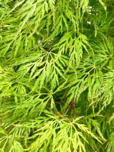 Acer palmatum Emerald Lace with delicate green foliage