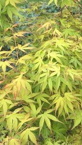 Acer Palmatum Festival Japanese Maple for Sale Online UK