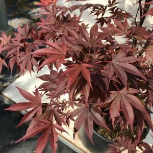 Acer Fire Glow with vivid red foliage