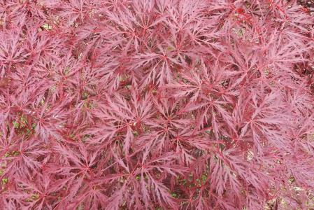 Acer Palmatum Dissectum Garnet Specimen Tree, Spring foliage colour