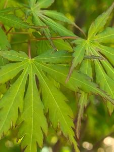 Acer palmatum Harusame with delicate, bright green foliage