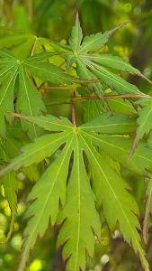 Acer Palmatum Harusame Japanese Maple Trees are noted for their superb autumn display when the red foliage colour is dusted with yellow-brown