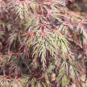 Acer palmatum Inaba Shidare Japanese Maple with deep red foliage