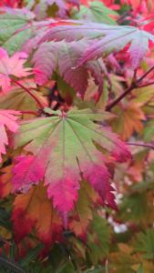 Acer palmatum japonicum Vitifolium Japanese Maple with autumn changing colours