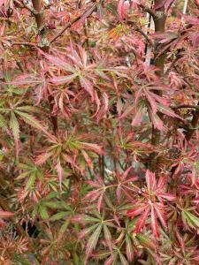 Acer palmatum Jerre Schwartz with pink and green spring foliage