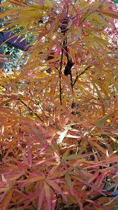 Acer Palmatum Jerre Schwartz Japanese Maple Dwarf Tree