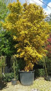 Acer Palmatum Katsura tree with Spring foliage. Japanese Acers to buy online UK delivery