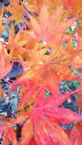 Acer Palmatum Kogane Nishiki. Buy Online, London UK.